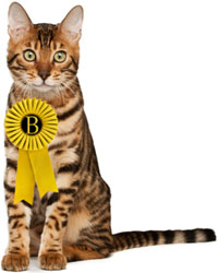 Brown spotted Bengal cat with a Ribbon