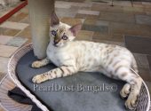 Pearldust Bengals